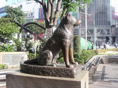 Hachiko in shibuya