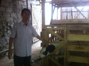 Di peternakan sapi Cisarua, Lembang, Bandung