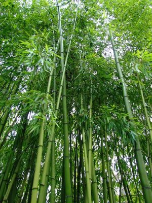 Bertahan bak bambu