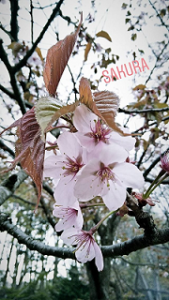 Hanami Sakura di Sapporo