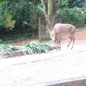 Rusa yang sedang makan di Taman Safari