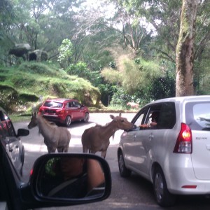 Para pengunjung memberikan makan rusa dari mobil