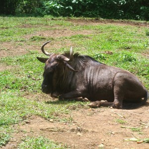 Wildebeest yang sedang duduk