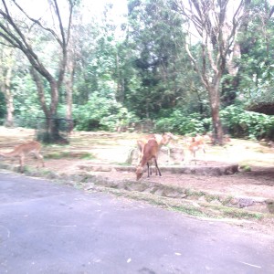 Rusa Gazelle yang sedang makan