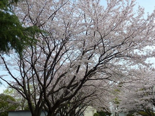 Foto Bunga Sakura di Jepang