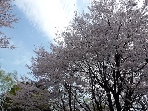 Foto Bunga Sakura di Jepang
