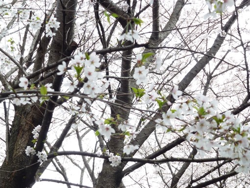 Foto Bunga Sakura di Jepang