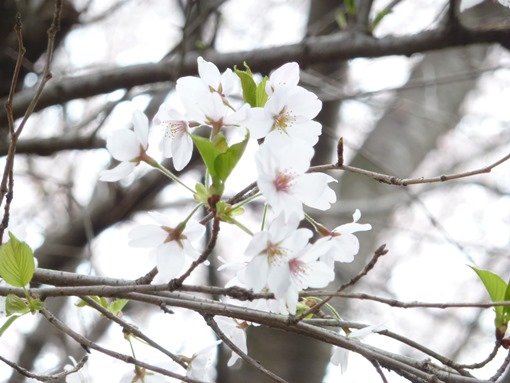 Foto Bunga Sakura di Jepang