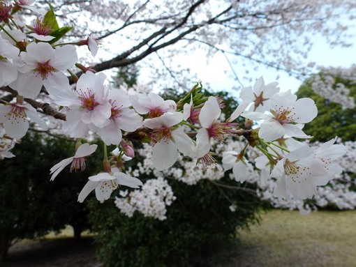 Foto Bunga Sakura di Jepang