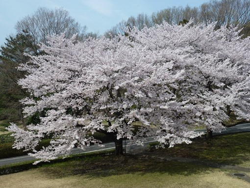 Foto Bunga Sakura di Jepang