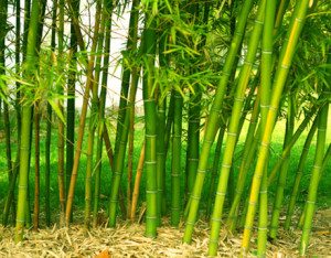 Pohon Bambu