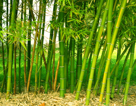 Menjadi Kristen Pohon Bambu - Renungan Kristen