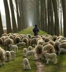 Bersama gembala pergi ke daerah baru