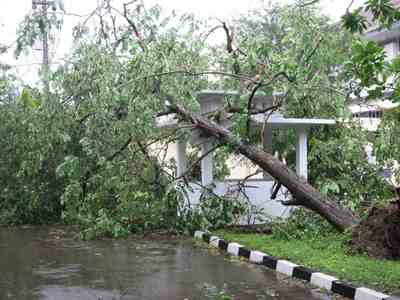 Foto pohon tumbang di jakarta