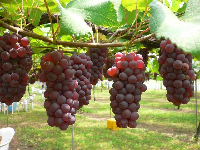 Gambar Pokok anggur