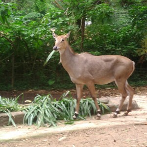 Seekor rusa di Taman Safari