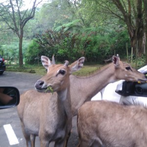 Rusa-rusa menikmati makan