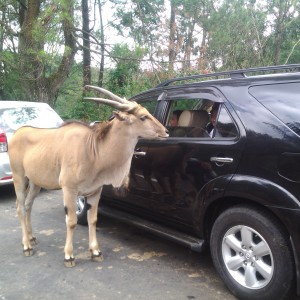 Anoa yang seukuran mobil