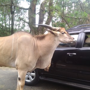 Anoa yang seukuran mobil