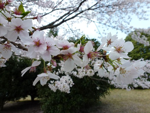 Sakura di Jepang - Kehidupan di Jepang